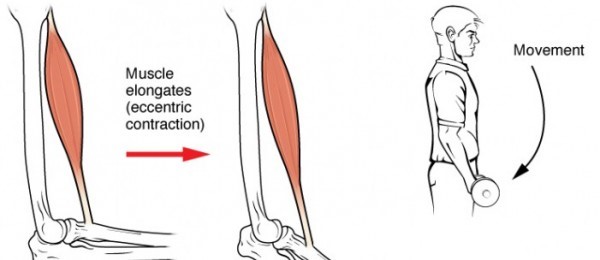 Tratamiento de fisioterapia para las roturas fibrilares