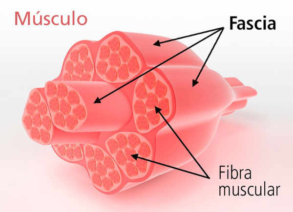 Estructura del músculo fascial