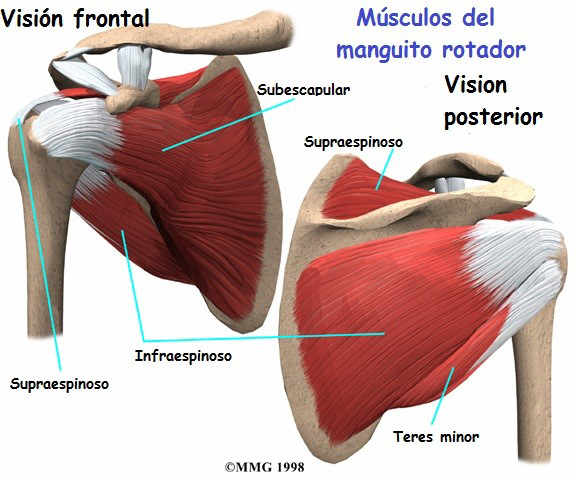 Fisioterapia Para La Tendinitis Del Manguito Rotador Avanfi Fisioterapia Para La Tendinitis Del Manguito Rotador Avanfi