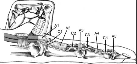 Causas del dedo en resorte y estructura anatómica de los dedos de la mano