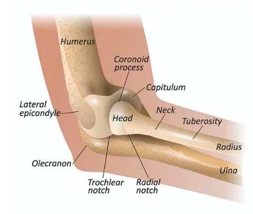 Estructura y anatomía del codo