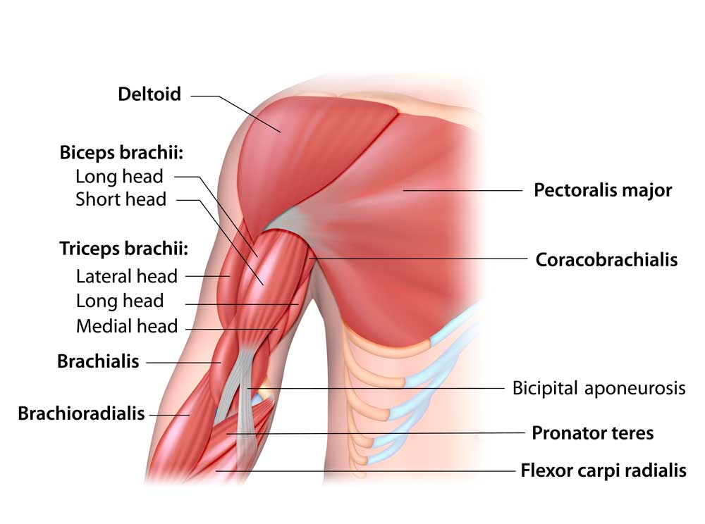 anatomía del brazo y ubicación del bíceps braquial